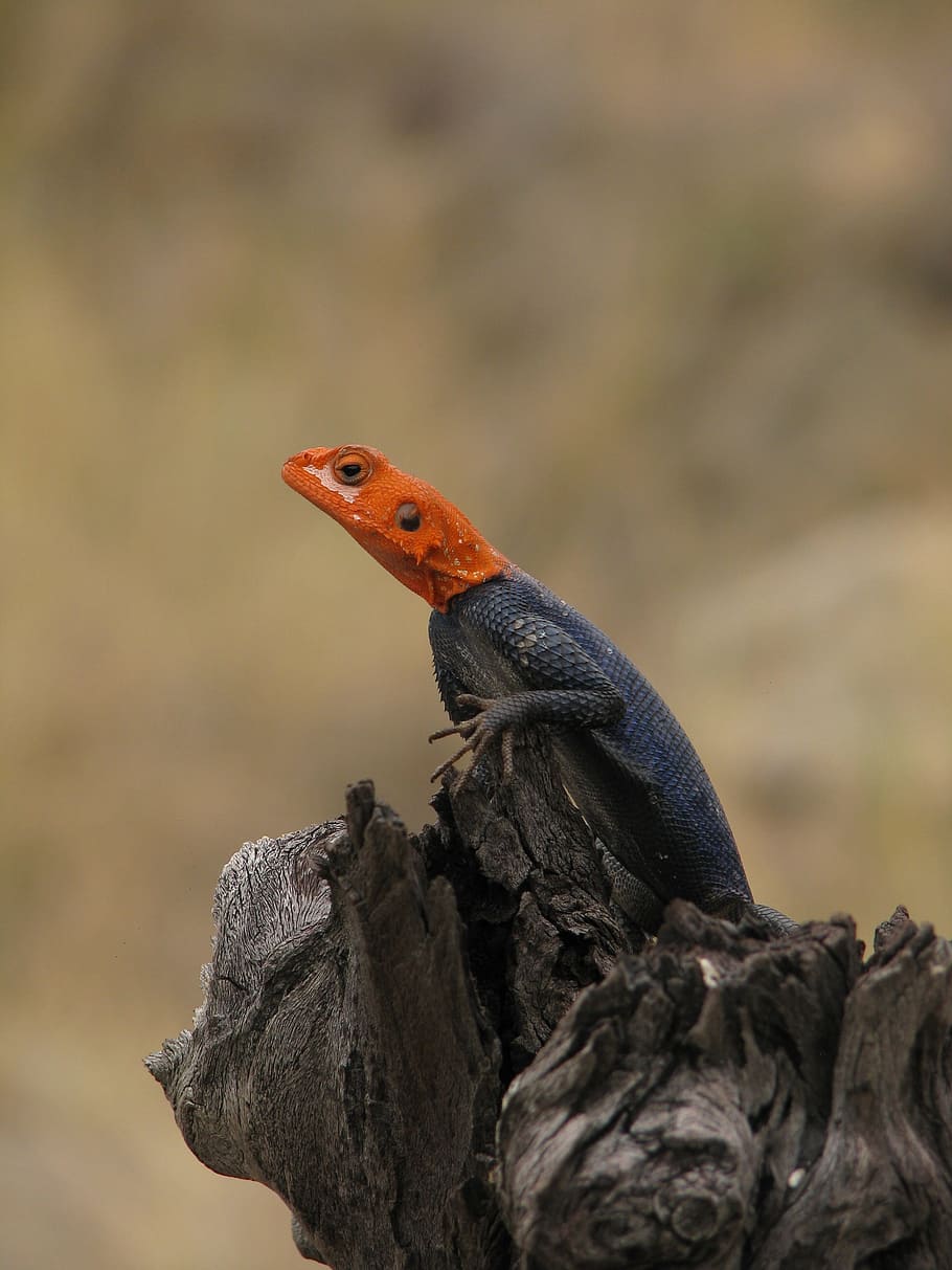 Lizard, Reptile, Nature, Wildlife, red, tropical, dragon, tree HD wallpaper