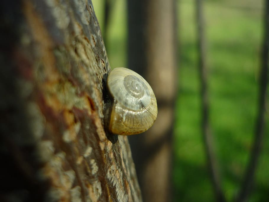 snail, support, trunk, molluscum, shell, spiral, surface, gastropod HD wallpaper