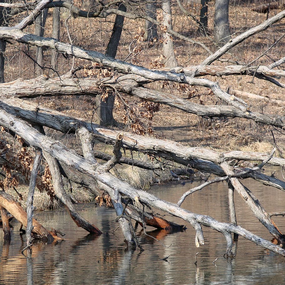 tree water, toppled, fell over, spring, lake, early spring