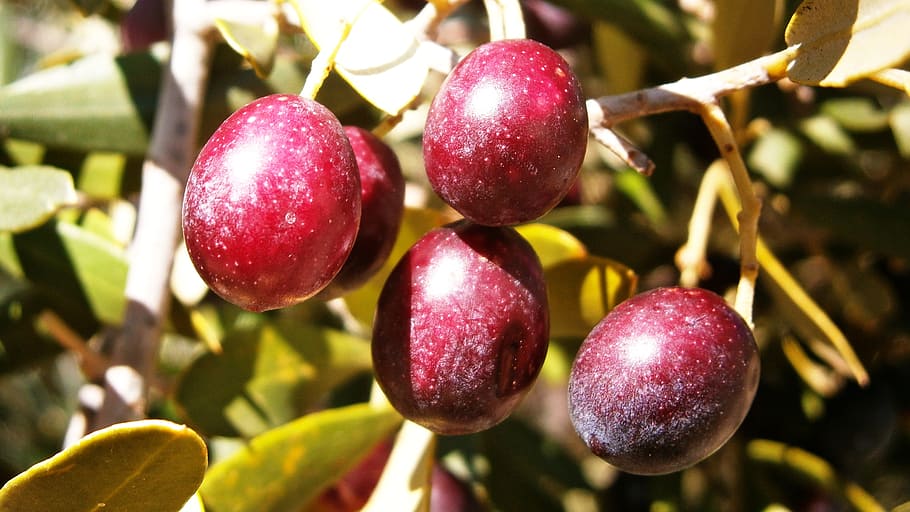 Olives, Olivas, Fruit, Tree, vegetable, nature, funds, leaf HD wallpaper