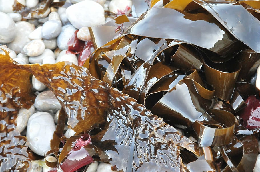 algae, pebble, ocean, beach, sea, no people, food and drink HD wallpaper