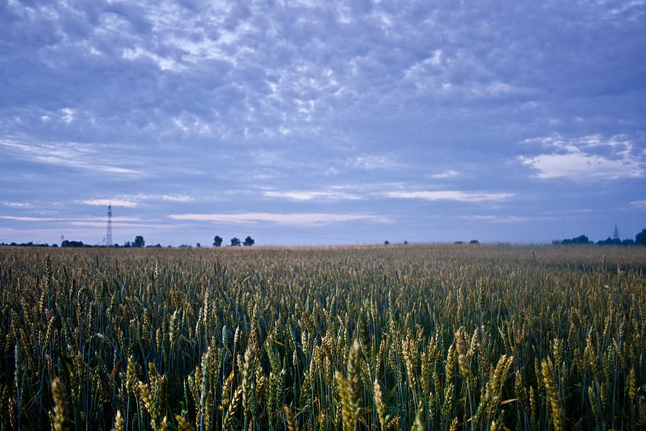 corn, field, evening, sunset, sky, clouds, grain, agriculture HD wallpaper