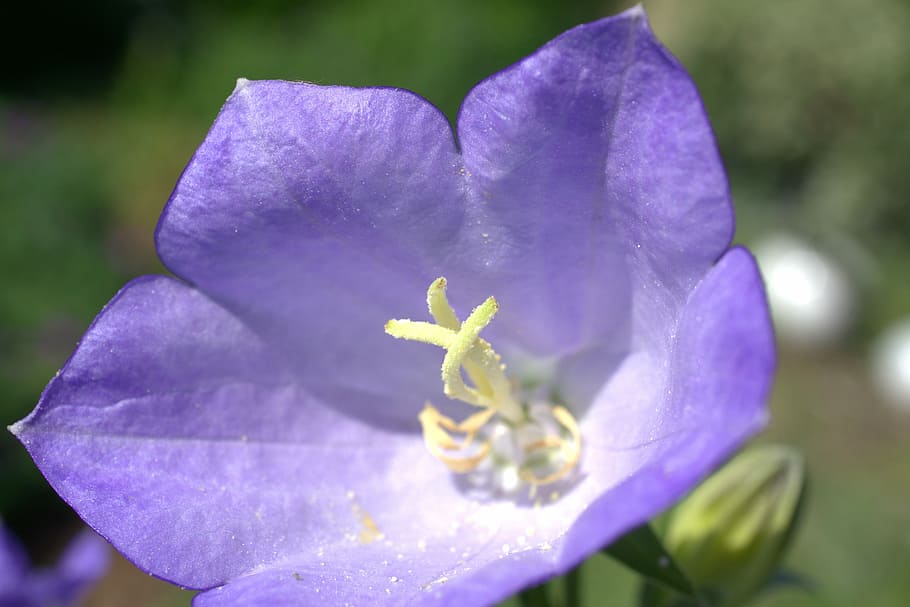 flower, blossom, bloom, spring, meadow, purple flower, field HD wallpaper
