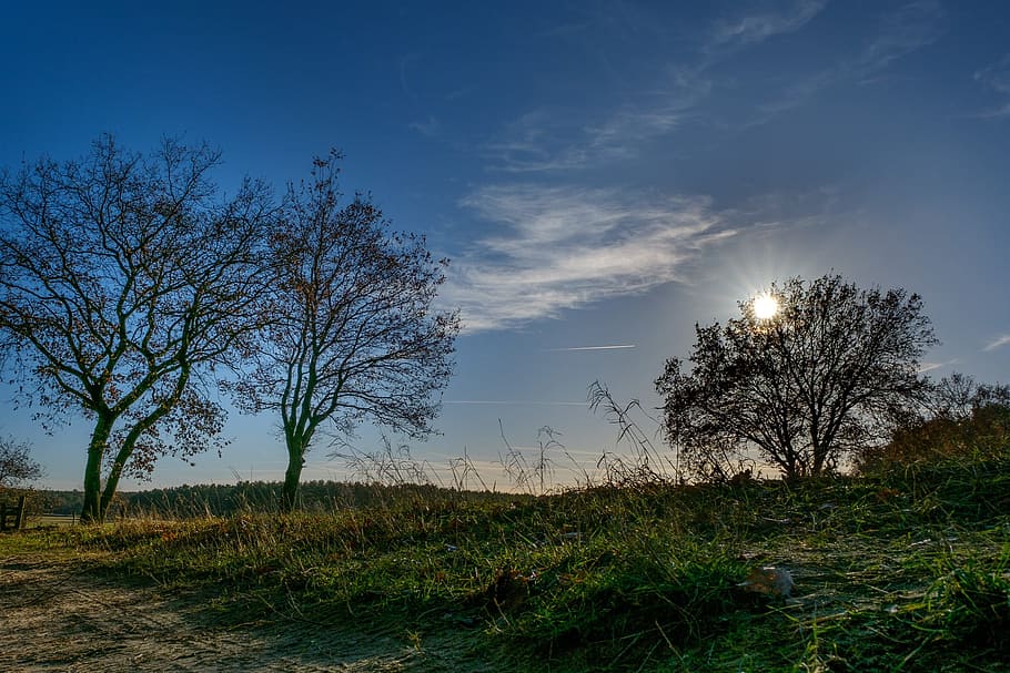 Tree, Sky, Blue, Landscape, Nature, outdoor, sunny, countryside HD wallpaper