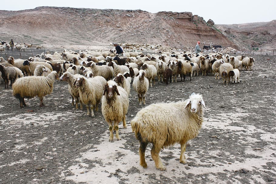 assorted sheeps, white sheep on gray surface, animal, shepherd HD wallpaper