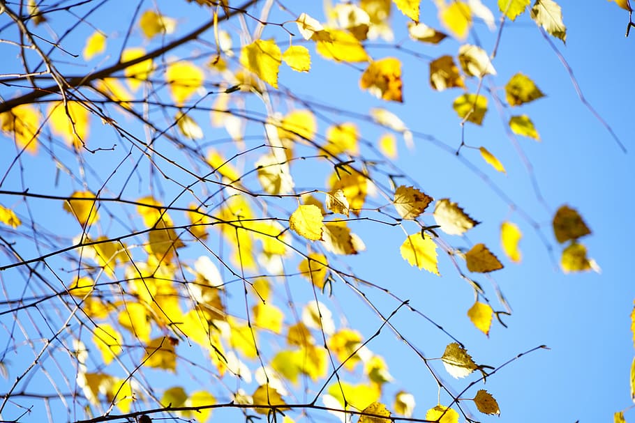 HD wallpaper: birch, autumn, leaves, fall foliage, gold, yellow, bright yellow - Wallpaper Flare