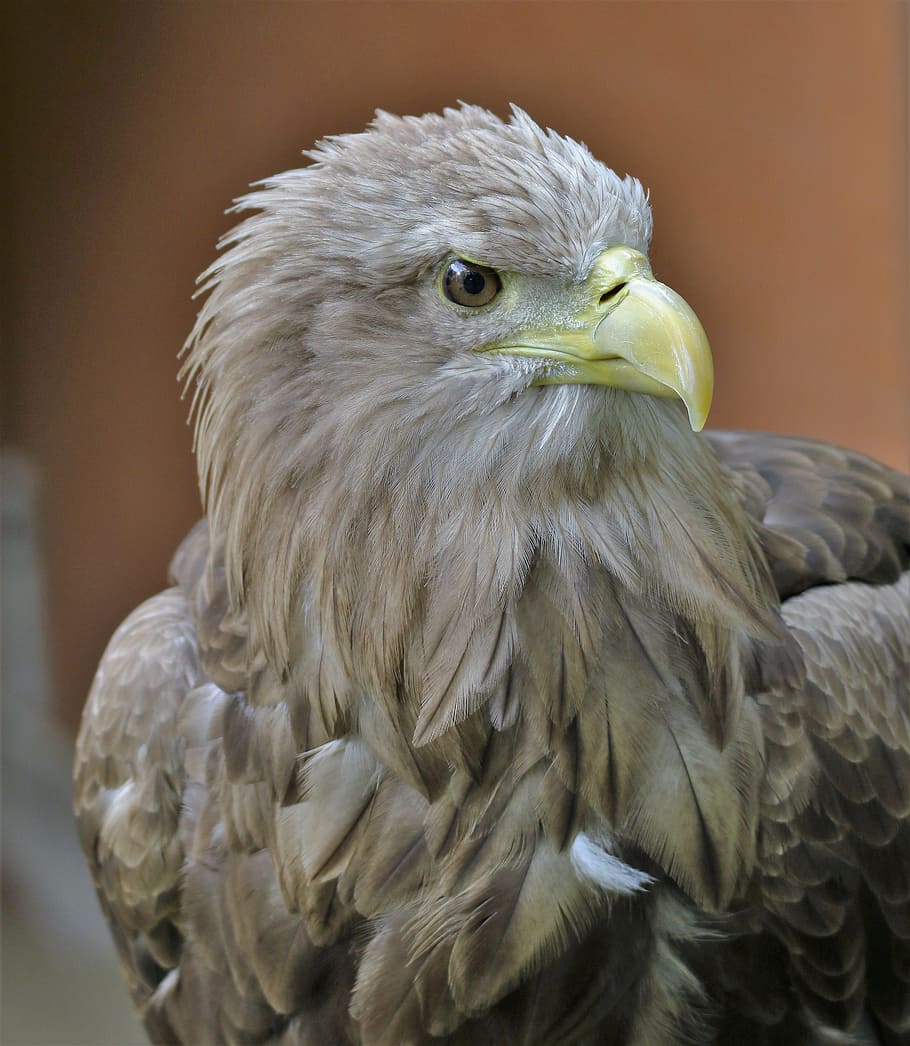 white tailed sea eagle, sea bird, wildlife, predator, prey HD wallpaper