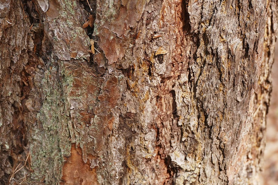 tree, bark, tree bark, structure, wood, wood picture, tribe HD wallpaper
