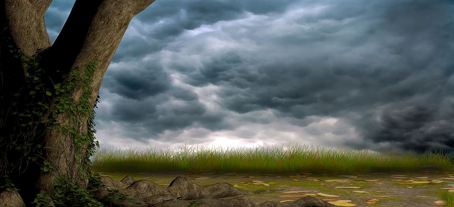 green grass near wood trunk digital wallpaper, tree, sky, nature HD wallpaper