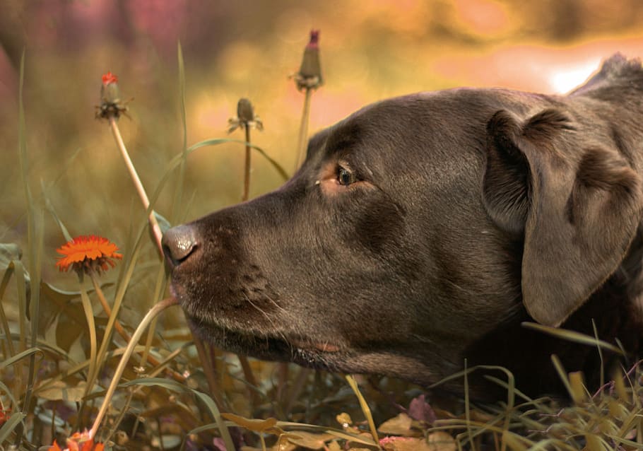 Dog, Flowers, Grass, pets, canine, animal, labrador Retriever HD wallpaper
