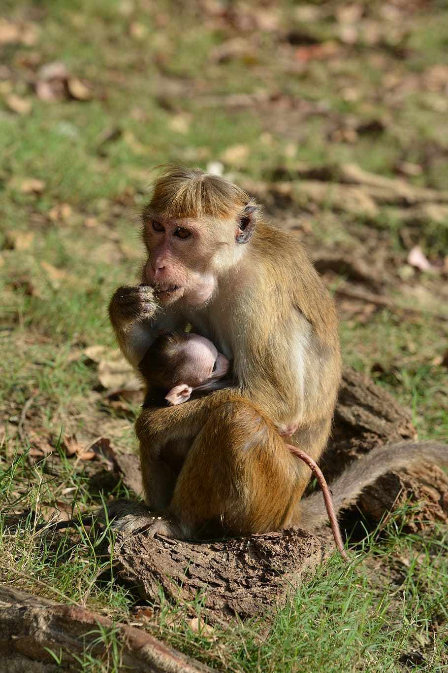 mother, children, monkey, macaques, animals, primate, monkeys HD wallpaper