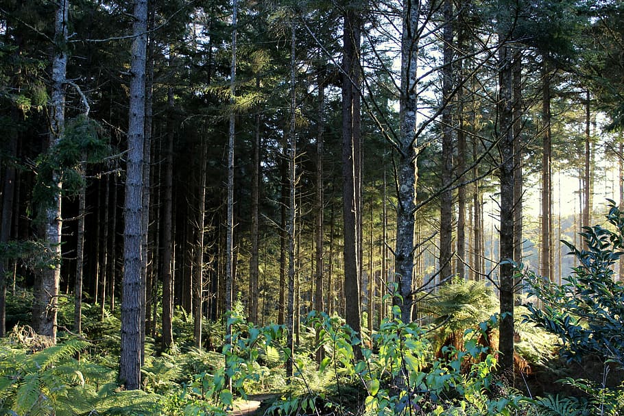 Forest, Light, Sun, Flooded, Nature, green, trees, ferns, pine tree HD wallpaper