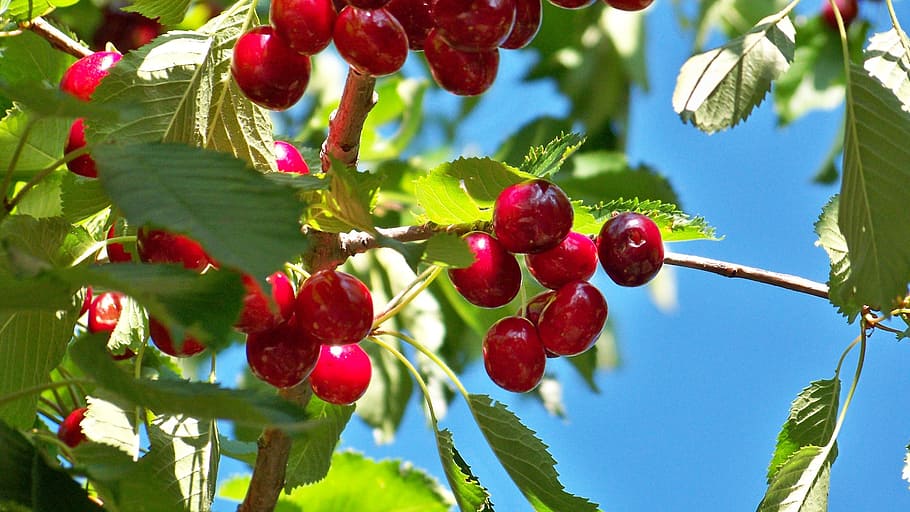 cherry, fruit, cherries, plants, nature, leaves, red, food HD wallpaper