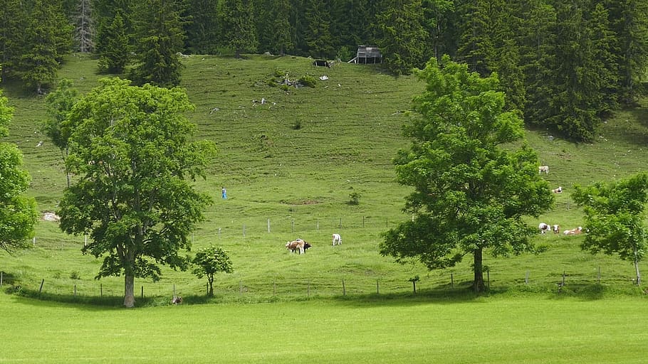 tree, nature, landscape, grass, wood, mountains, cows, plant HD wallpaper