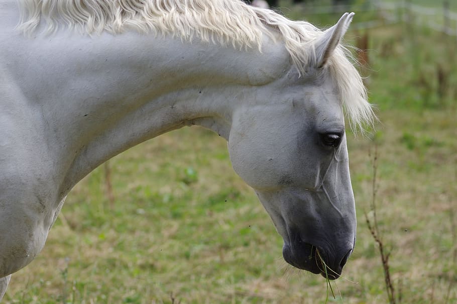 white Horse eating grass during daytime, pasture, animal world, HD wallpaper