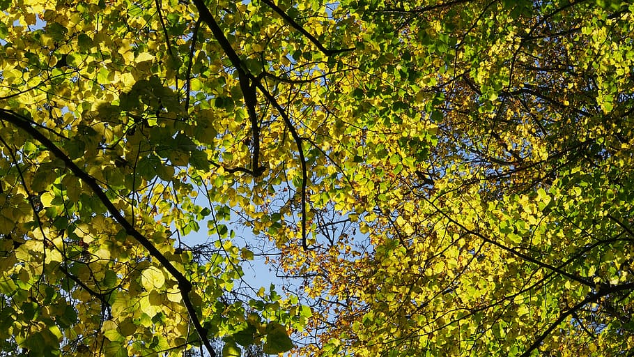 forest, nature, trees, autumn, autumn colours, leaves in the autumn HD wallpaper