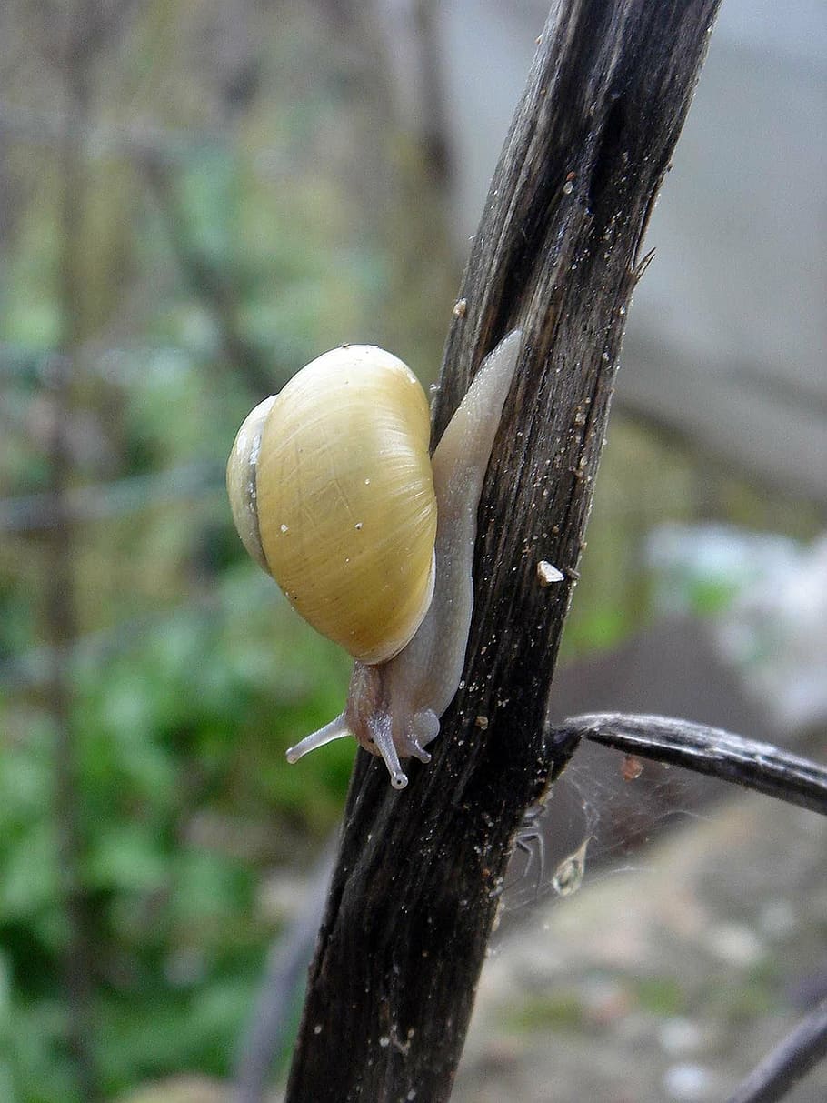 snail, yellow, small, conch, movement, nature, close-up, focus on foreground HD wallpaper