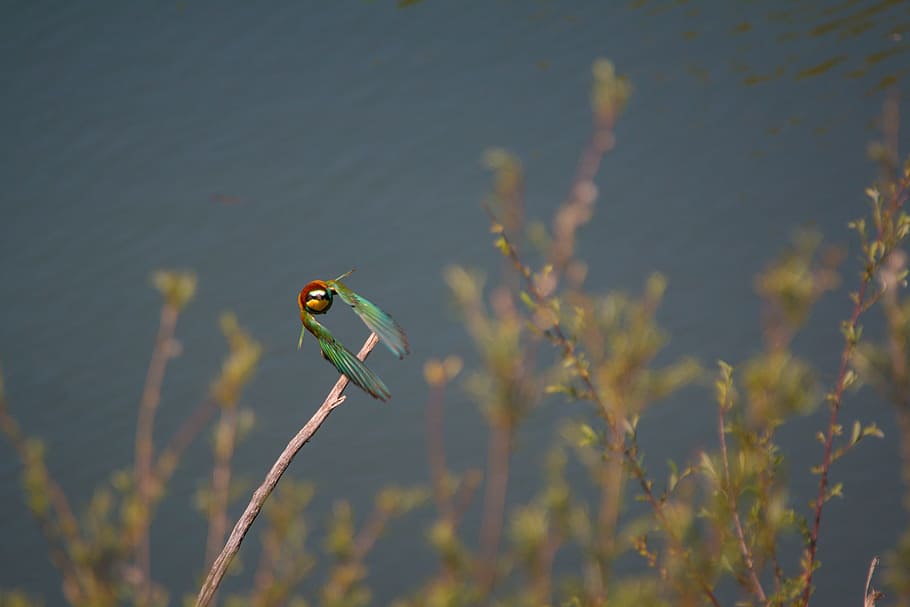 European Bee Eater, Flies, Colorful, local, flying, bird, water, HD wallpaper