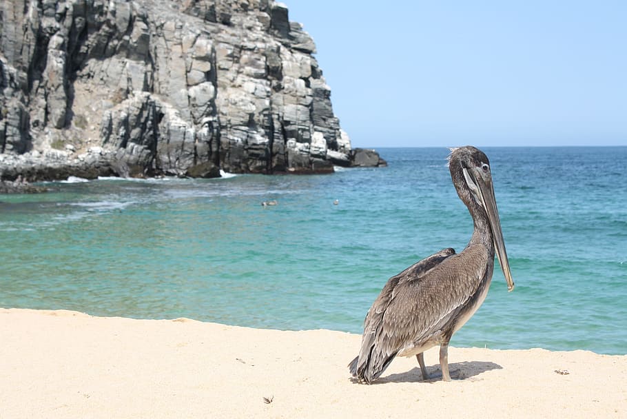 Pelican, Beach, Wildlife, Coast, Rock, punta lobos, baja california, HD wallpaper
