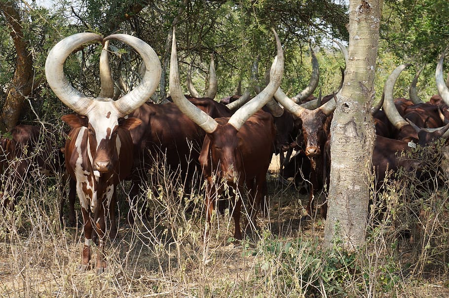 HD wallpaper: uganda, cattle, ankole, big horns, cows, animal, plant ...