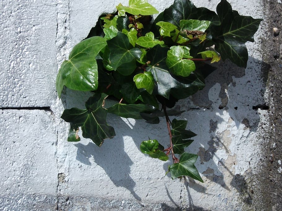 shrub, wall, vegetation, plant part, leaf, green color, growth HD wallpaper