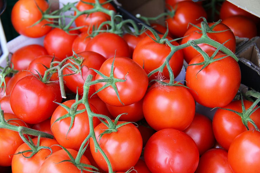 fresh, red, sweet, tomato, tomatoes, copenhagen, denmark, vegetable HD wallpaper