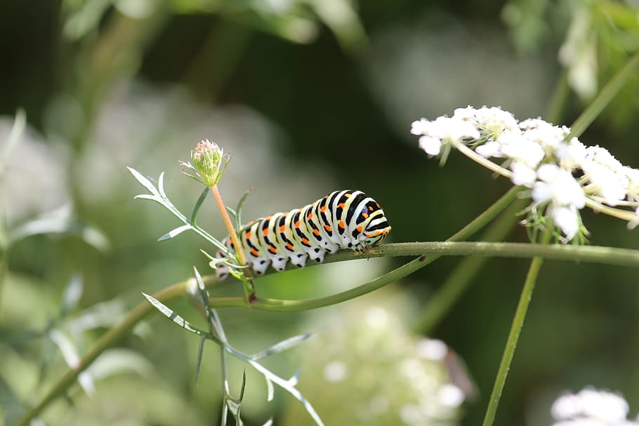 white, black, and orange caterpillar on plant, colorful, pattern HD wallpaper