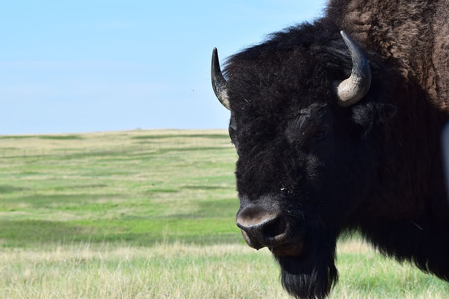 buffalo, bison, wildlife, mammal, animal themes, domestic animals HD wallpaper