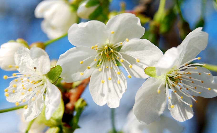 spring, flowers, cherry blossoms, tree, flowering plant, beauty in nature HD wallpaper