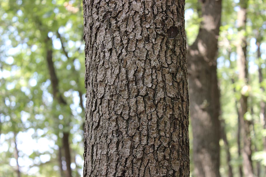 tree, greens, forest, nature, turkey, trunk, tree trunk, focus on foreground HD wallpaper