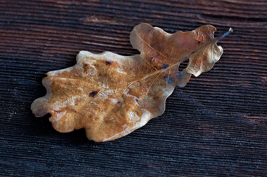 leaf, autumn leaf, leaves, brown, wood, nature, wet, fall color HD wallpaper