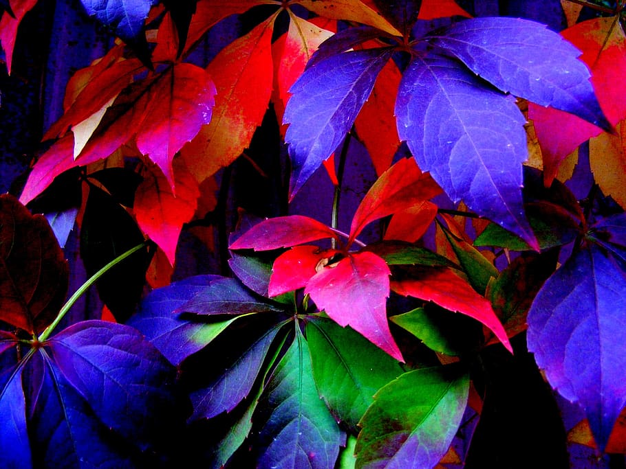 leaf, autumn, coloring, red, yellow, trees, plant part, close-up HD wallpaper
