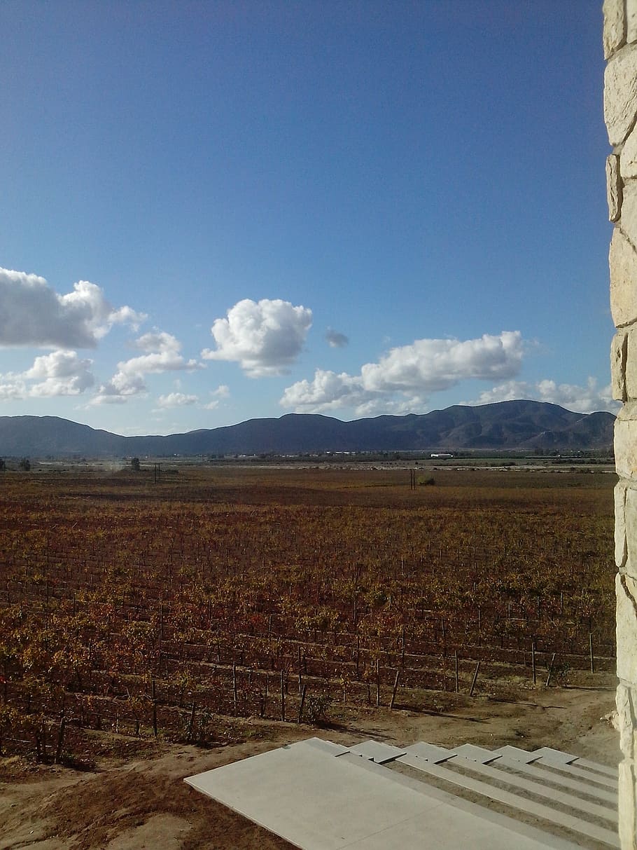 vineyard, landscape, autumn, sky, mountain, tranquility, tranquil scene HD wallpaper