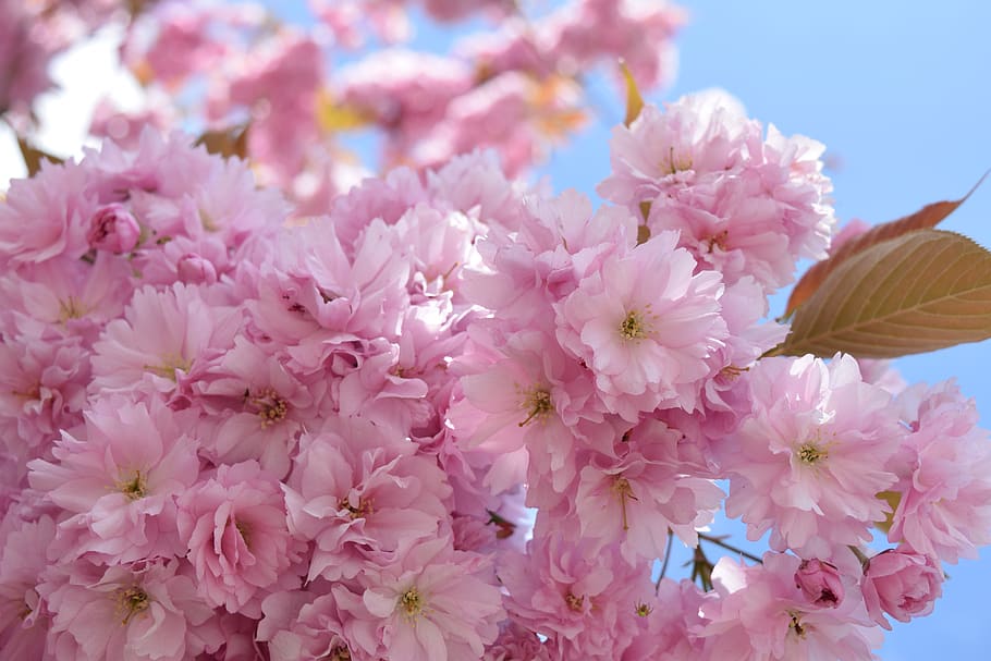 Heavenly blossom