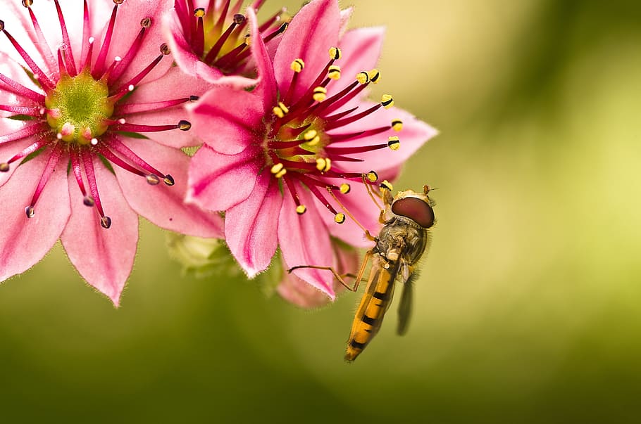 hoverfly, mimicry, yellow, houseleek, blossom, bloom, rose HD wallpaper
