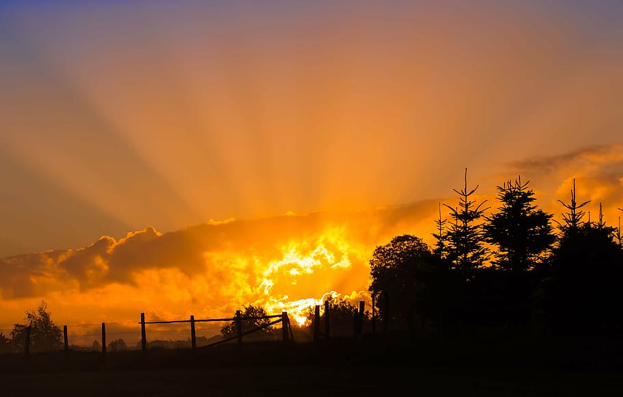silhouette of trees during golden hour, sunrise, sunbeam, sky HD wallpaper
