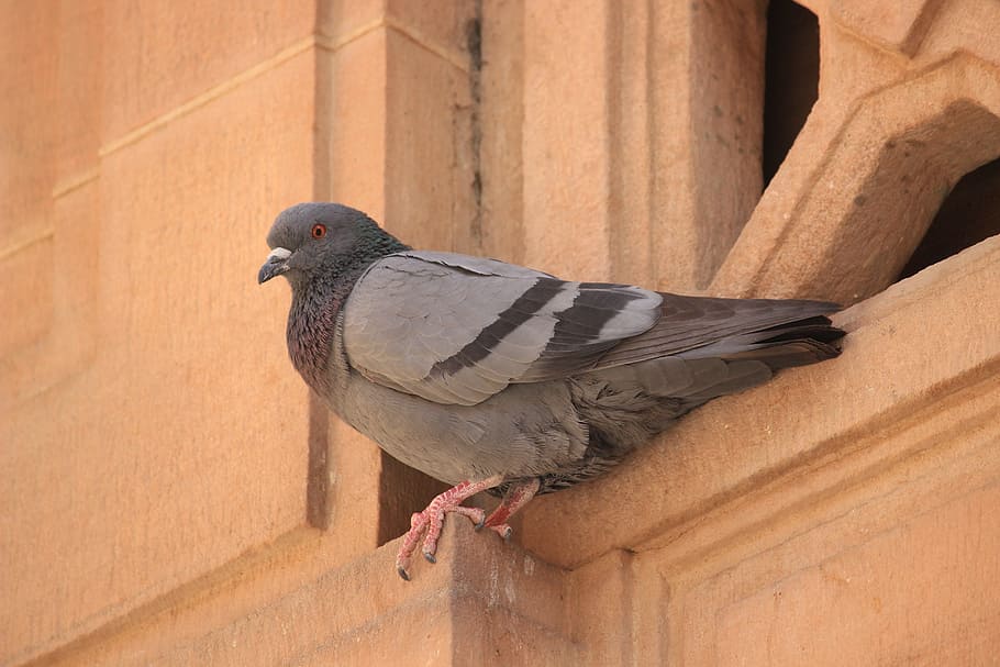 Bird, Pigeon, Nature, animal, outdoors, animal wildlife, animal themes HD wallpaper