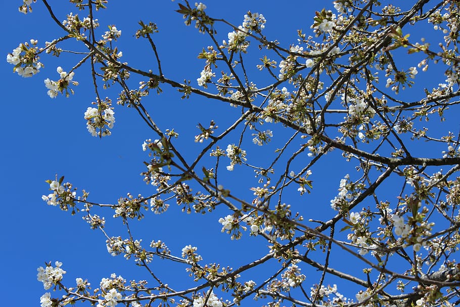 cherry trees, blue sky, spring, plant, flower, beauty in nature HD wallpaper