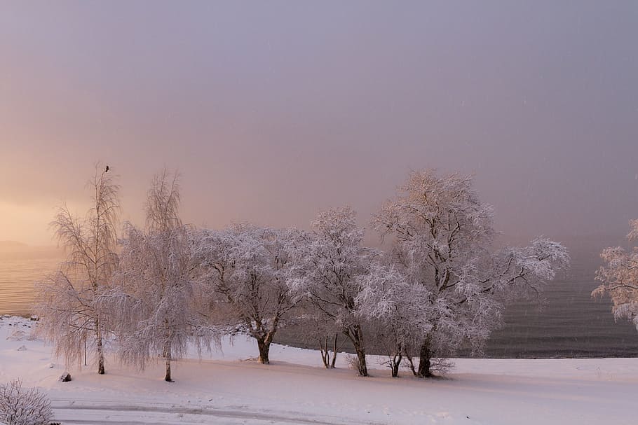 white leaf trees near body of water, winter, sea, beach, shore HD wallpaper