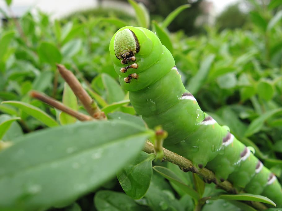 close-up photography of green tobacco caterpillar crawling on green tree branch HD wallpaper