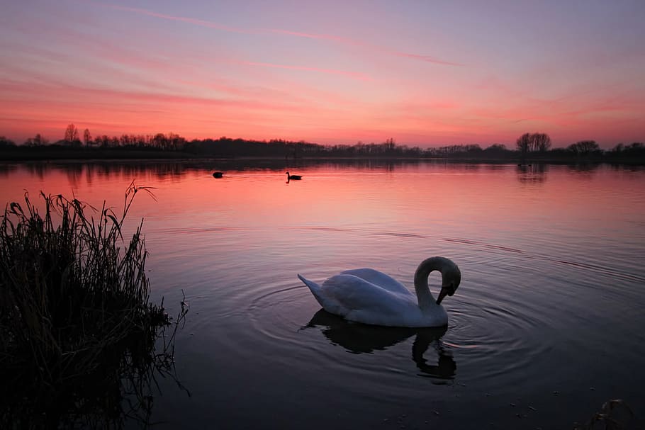white swan on body of water, sunset, red, sky, lake, bird, nature HD wallpaper