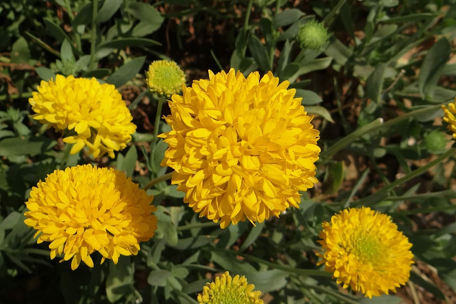 Chrysanthemum, Yellow, sevanthi, asteraceae, karnataka, india HD wallpaper