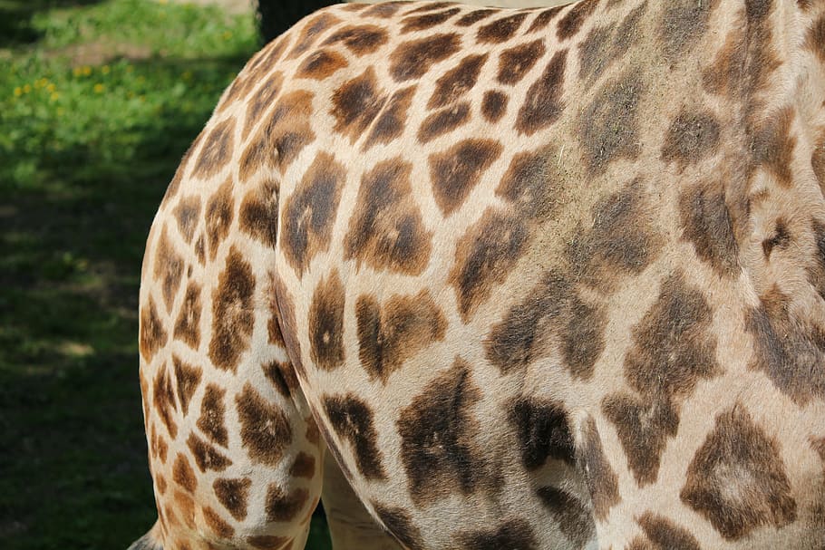 pattern, giraffe, rump, retired, drawing, jiraffe, one animal HD wallpaper