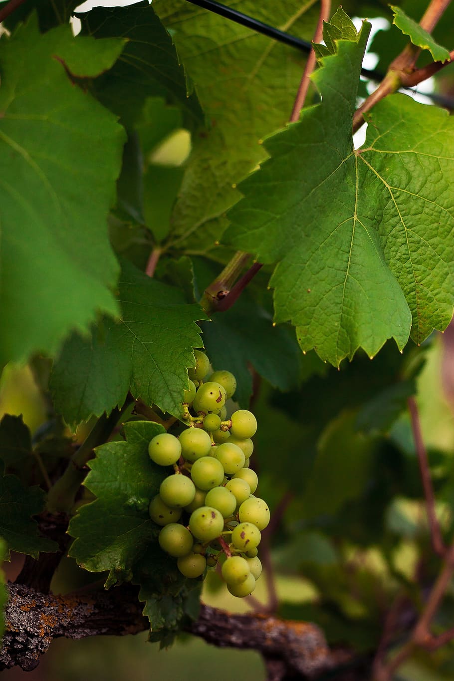 summer, grapevine, vines, grapes, wine, green, landscape, winemaker HD wallpaper