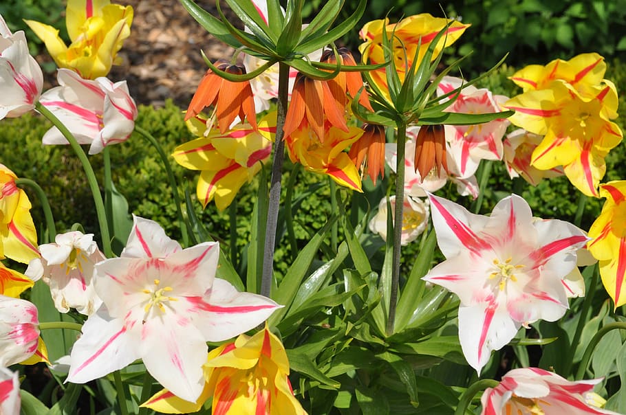 flower, spring, tulip, white, yellow, bloom, tulpenbluete, flowering plant HD wallpaper