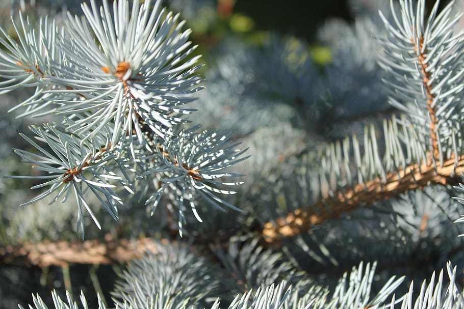 spruce, pine, blue spruce, trees, living nature, plant, pine tree HD wallpaper