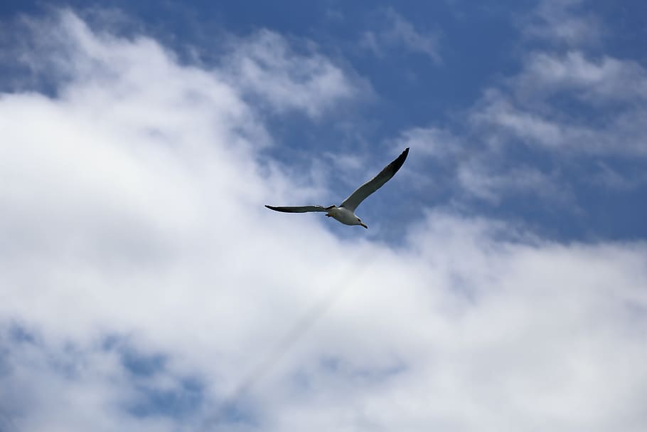 seagull, sky, emergency, flight, new, animal themes, flying HD wallpaper