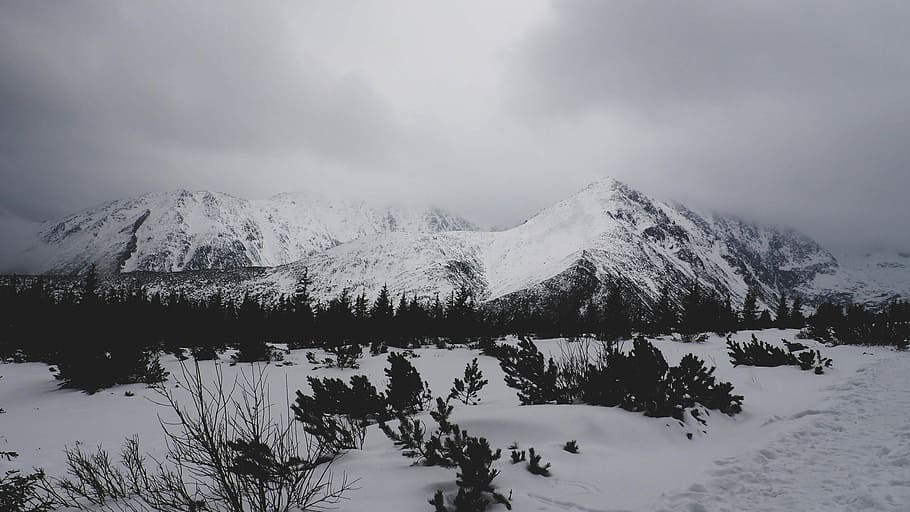snow covered mountain photography, trees and plants at the foot of snow covered mountain HD wallpaper