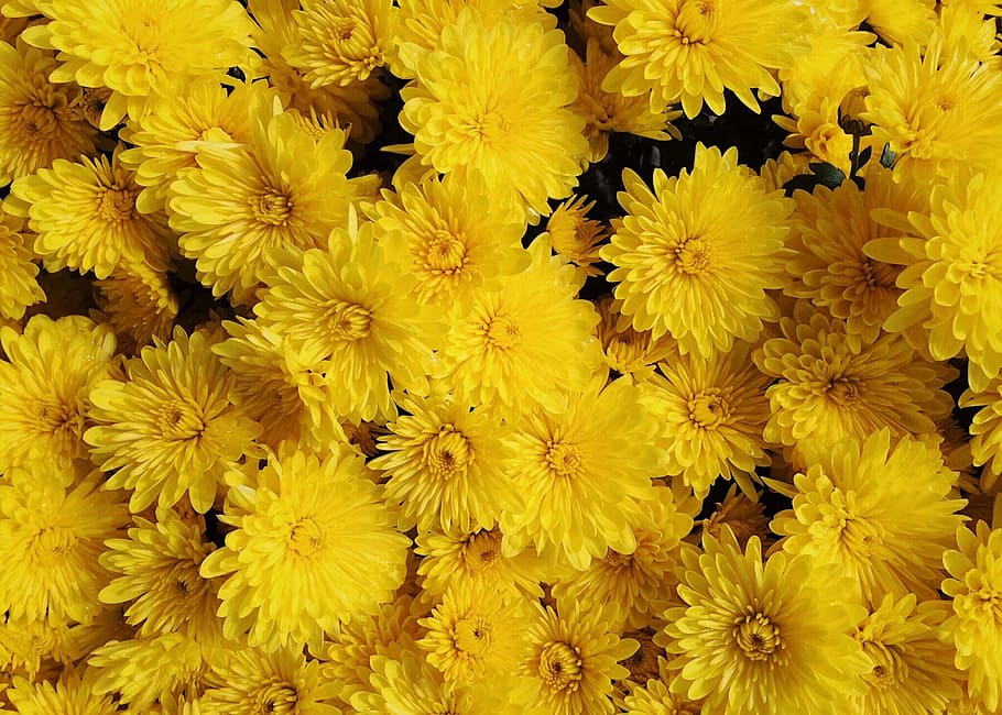 mums, flowers, fall, autumn, blossom, flowering plant, yellow HD wallpaper
