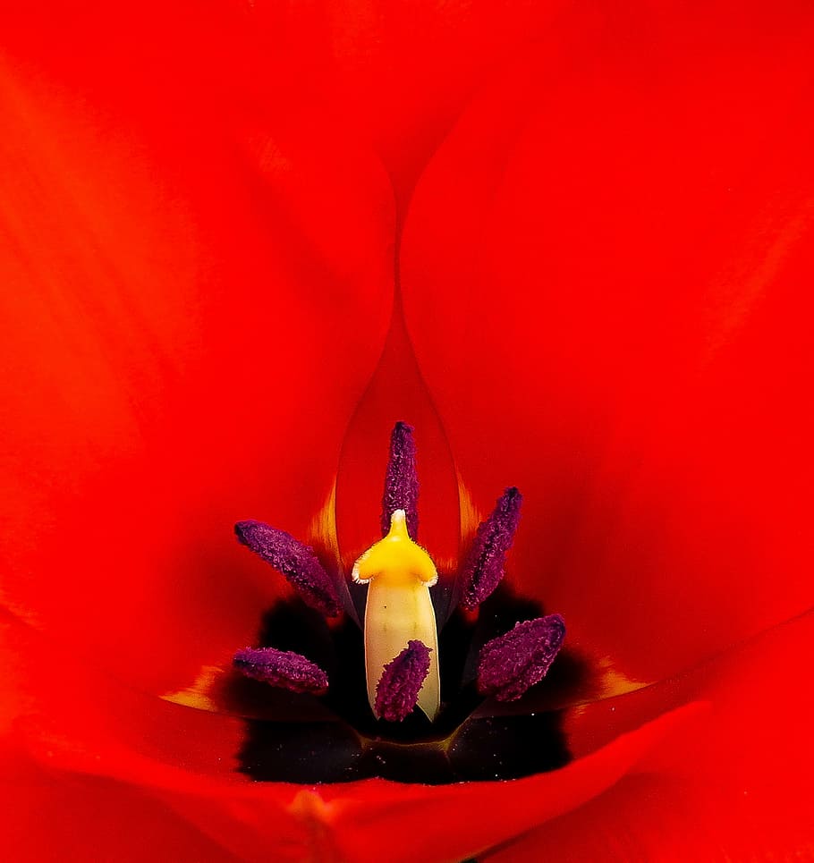 macro photography of red petaled flower pollen, tulip, blossom HD wallpaper